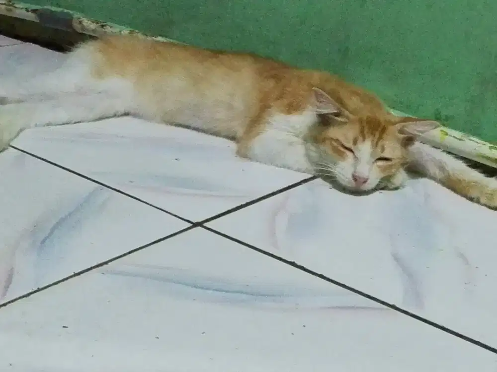 Sy Nyri kerjaan art pp atau panggilan setrika atau beres2 bayar harian