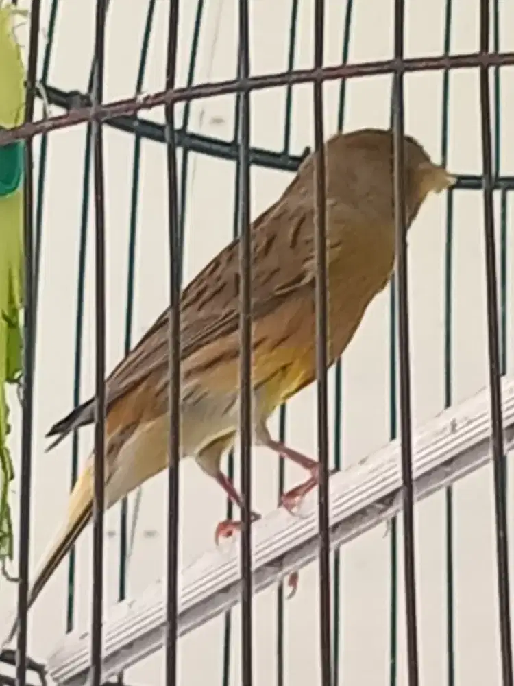Burung kenari af gacor