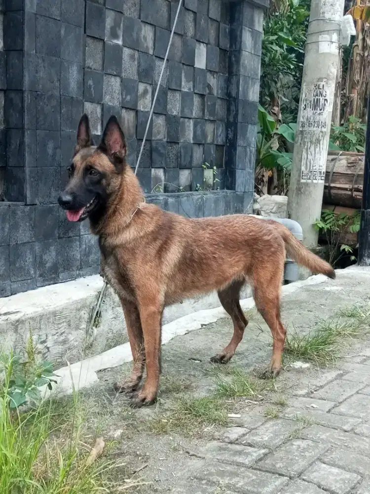 BELGIAN MALINOIS