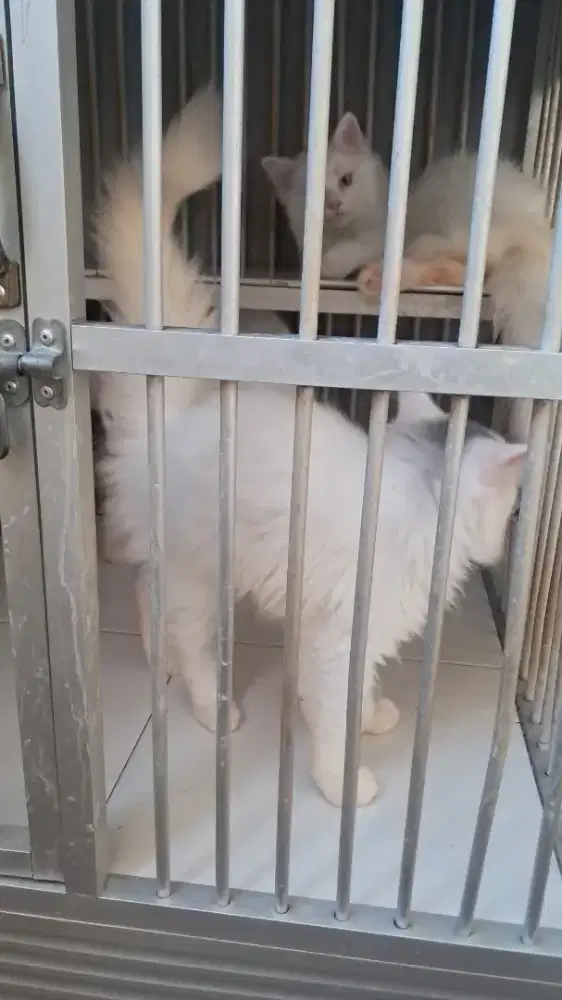 Di jual kucing angora anakan
