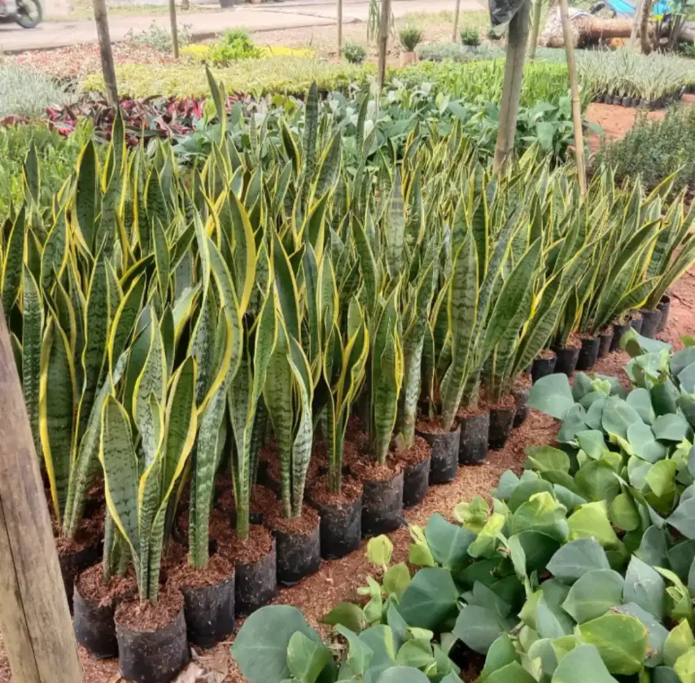 Jual aneka macam tanaman hias jasa tukang taman