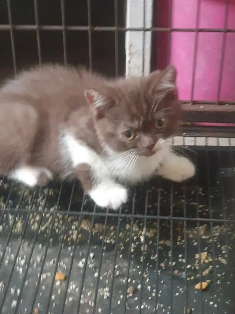 BSH British Shorthair Jantan 6 bulan