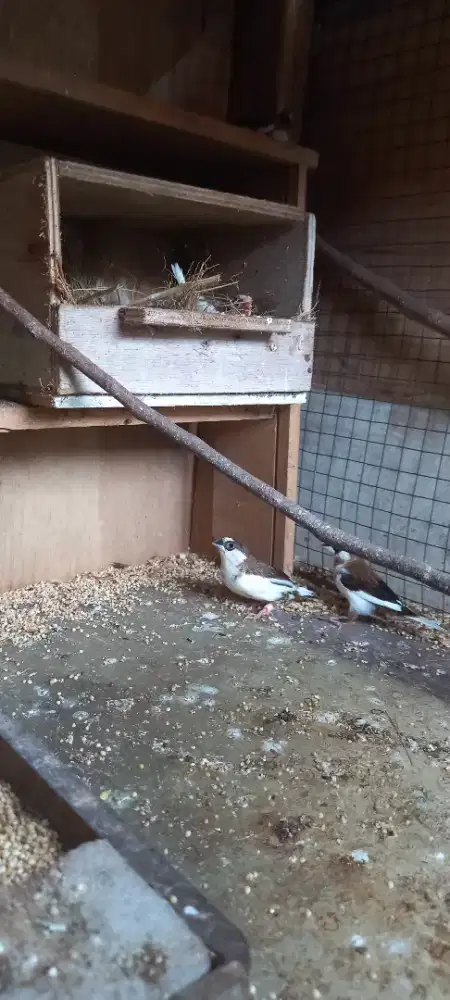 Burung Emperit jepang