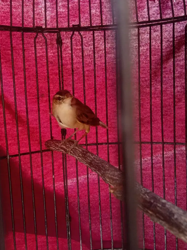 Burung Shincan/Kerak nasi Alis Hitam