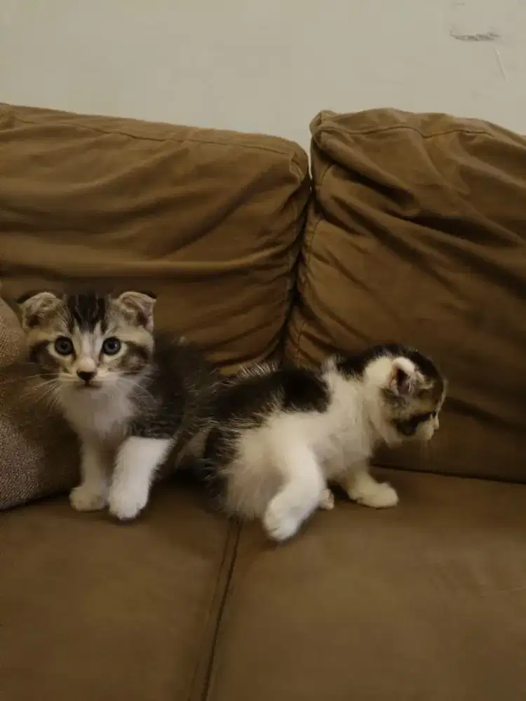 Anak kucing scotish