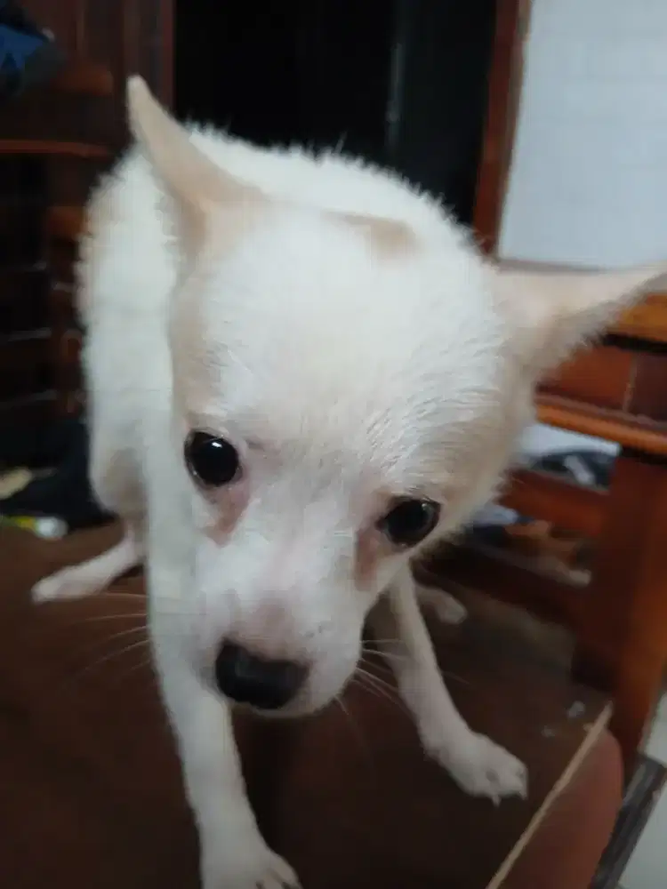 Anakan Pom dengan Jackrussel
