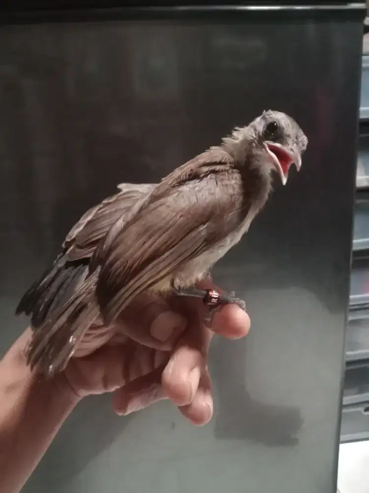 Burung trucuk/kutilang jatim