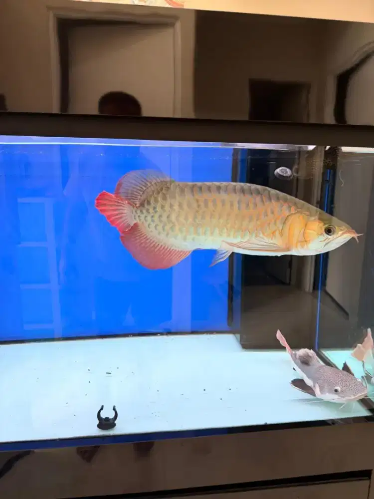 Arowana, Arwana Super Red 45cm up + Serti,Chips & Aquarium