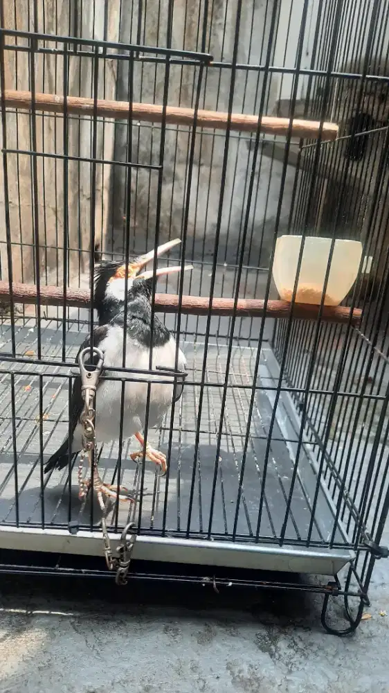 Burung jalak suren gacor