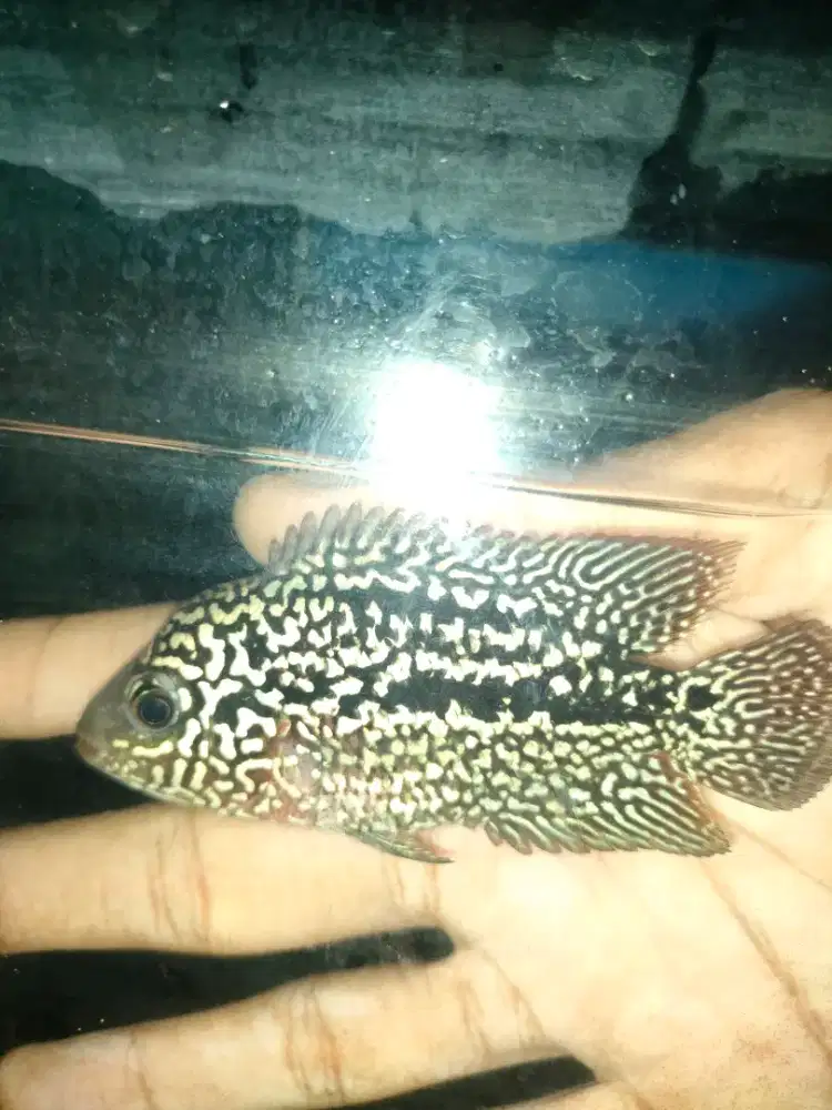 Louhan kamfa thailand