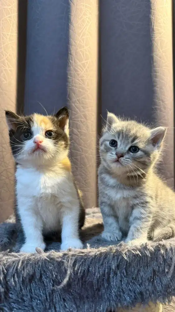 Kucing BSH (kitten)