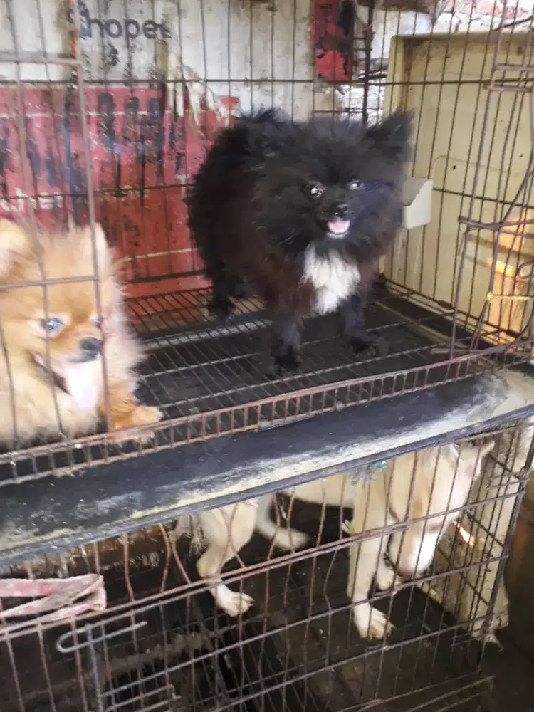 super mini pom jantan