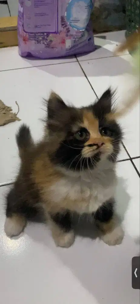 Dijual anak kucing ras PersiaXAnggora umur 1,5bln