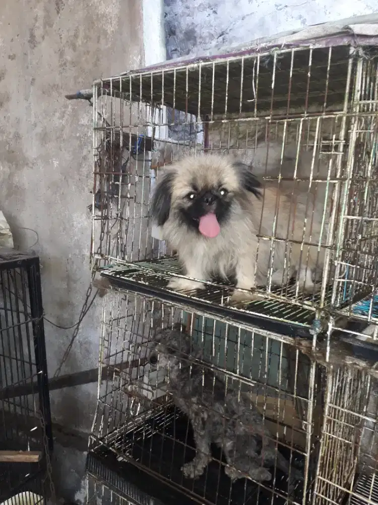 anjing peking betina