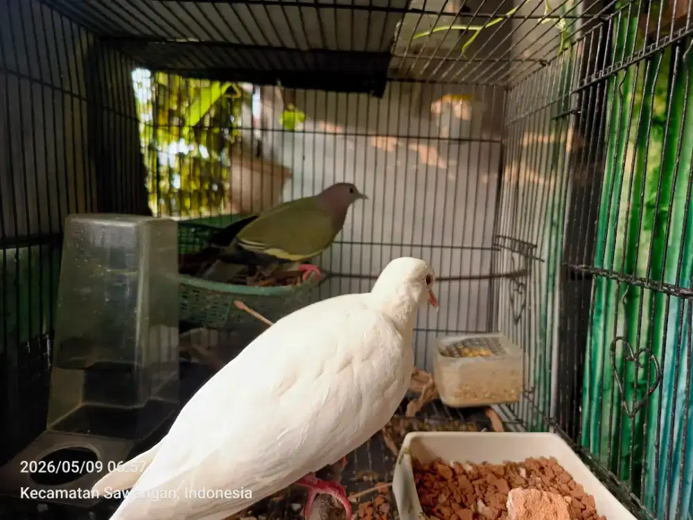 Sepasang silangan puter dan punai pernah nelor tp zonk