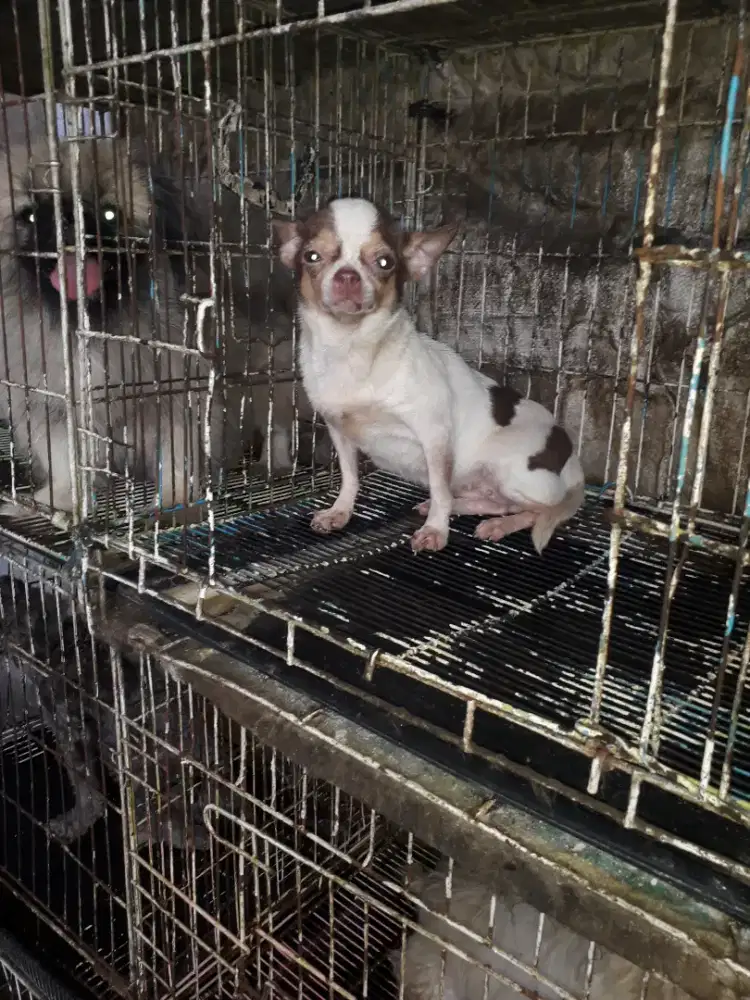 anjing cihuahua betina