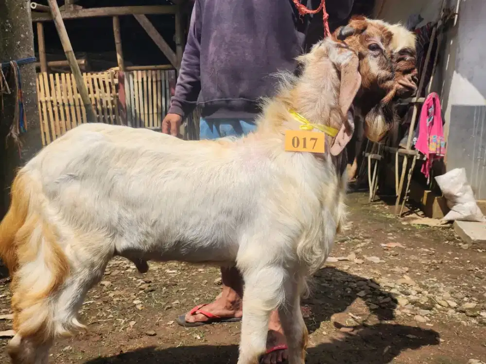 Kambing Kurban Murah