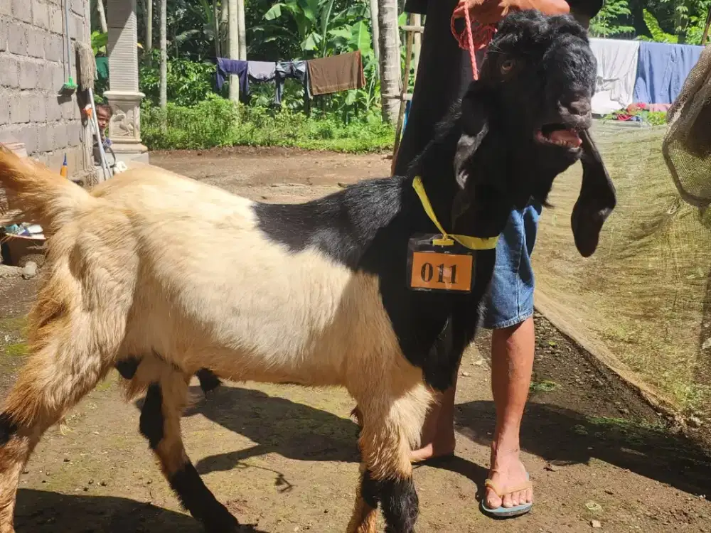 Kambing Kurban Murah