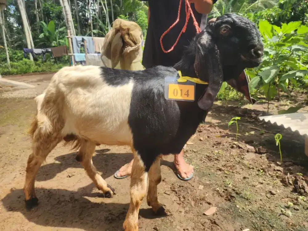Kambing Kurban Murah