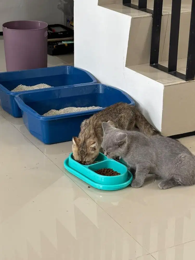 Kitten BSH (Jantan) dan BSH x scotish (Betina)