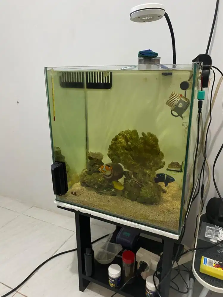Aquarium air laut