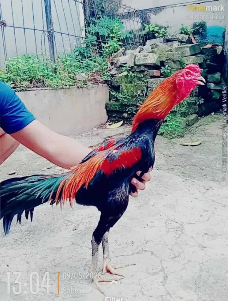 Jual ayam bangkok muda