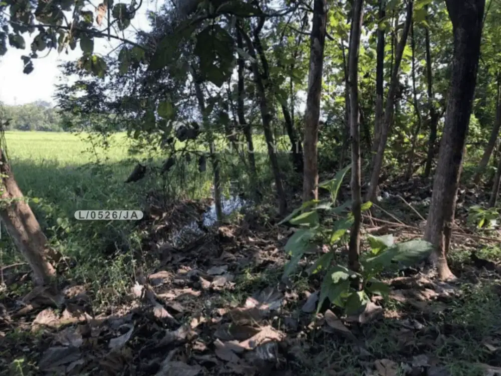 Tanah Subur Dan Akses Mudah Strategis Di Kasokandel Majalengka