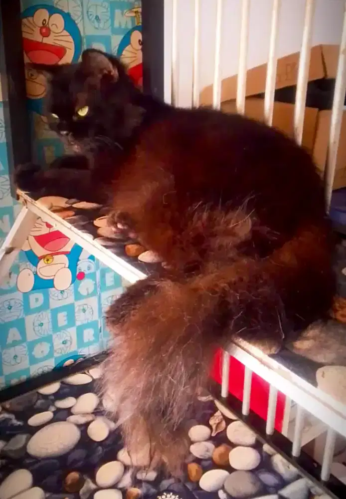 Kucing Persia Betina Black solid