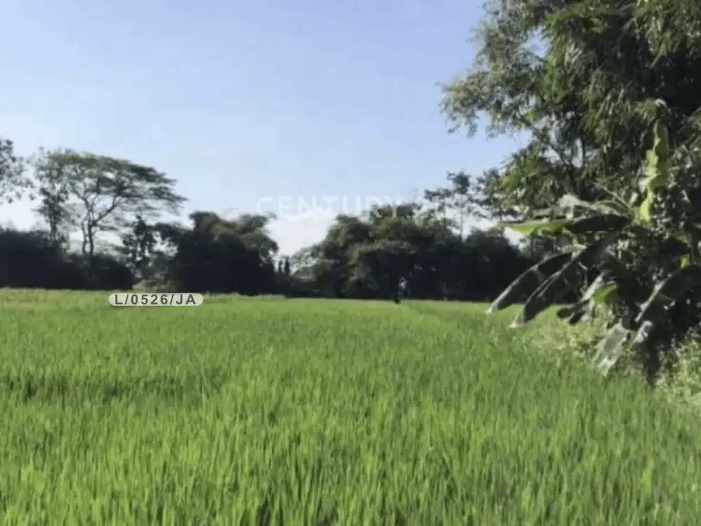 Dijual Tanah Strategis Subur Akses Mudah Di Kasokandel Majalengka