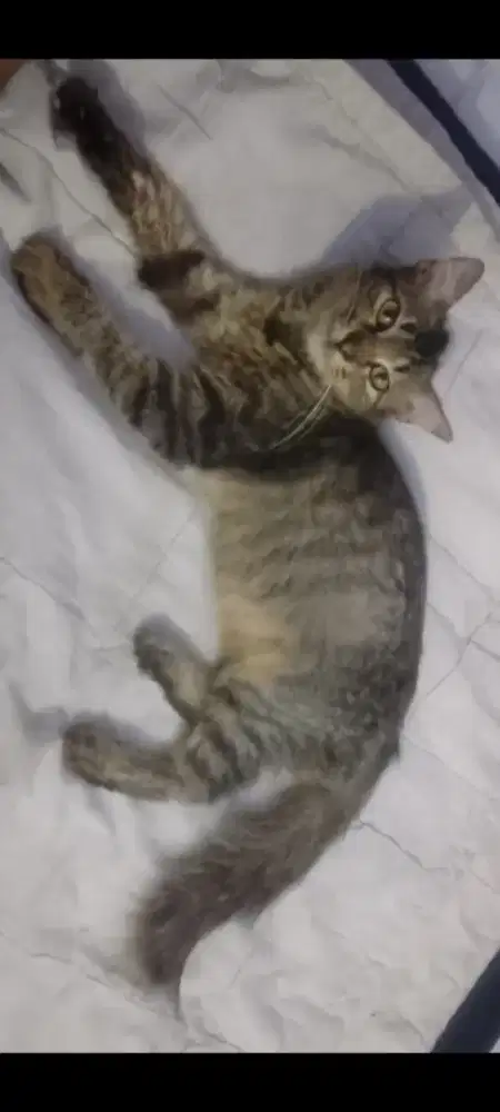 Kucing Persia Betina Medium