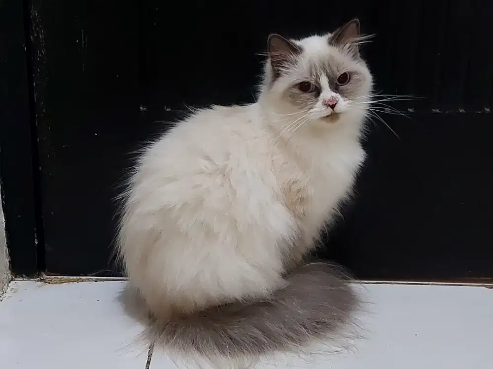 Himalaya Persia