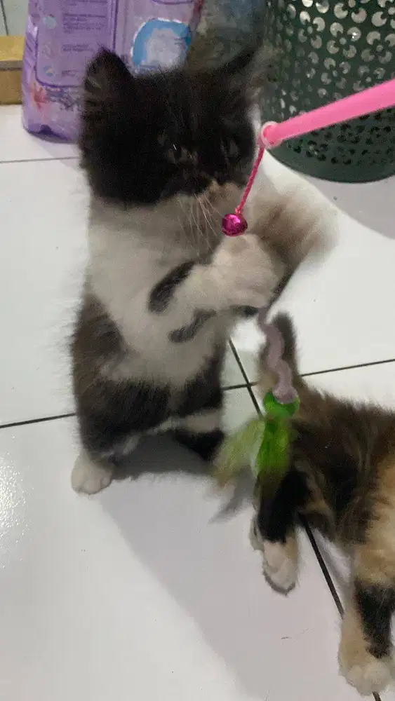 Dijual anak kucing PersiaXAnggora