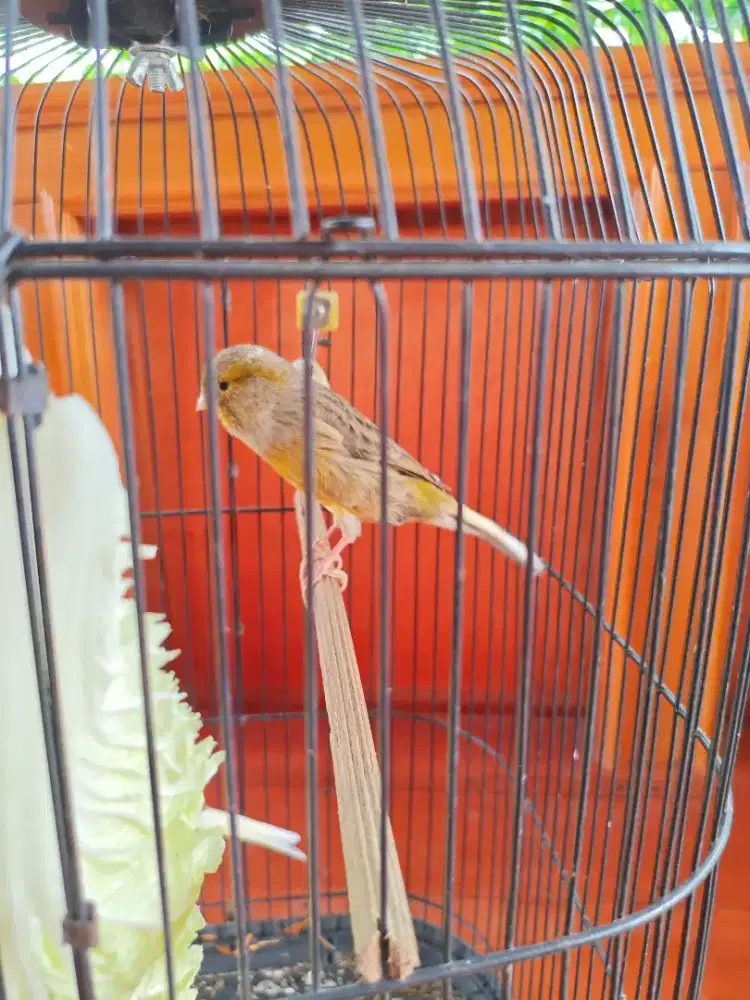 Kenari Bikang F1ys Jebolan