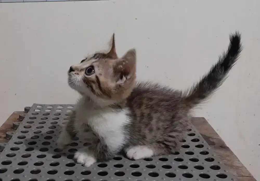 Kucing persia mix genetta/2 bulan
