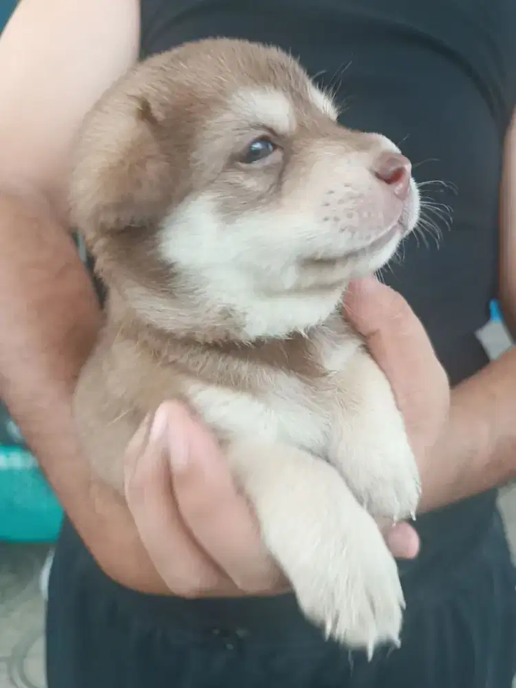 Anak Anjing Kampung