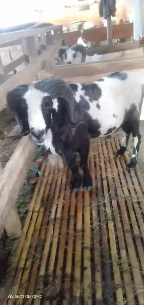 Domba Qurban Jumbo Si Buhun