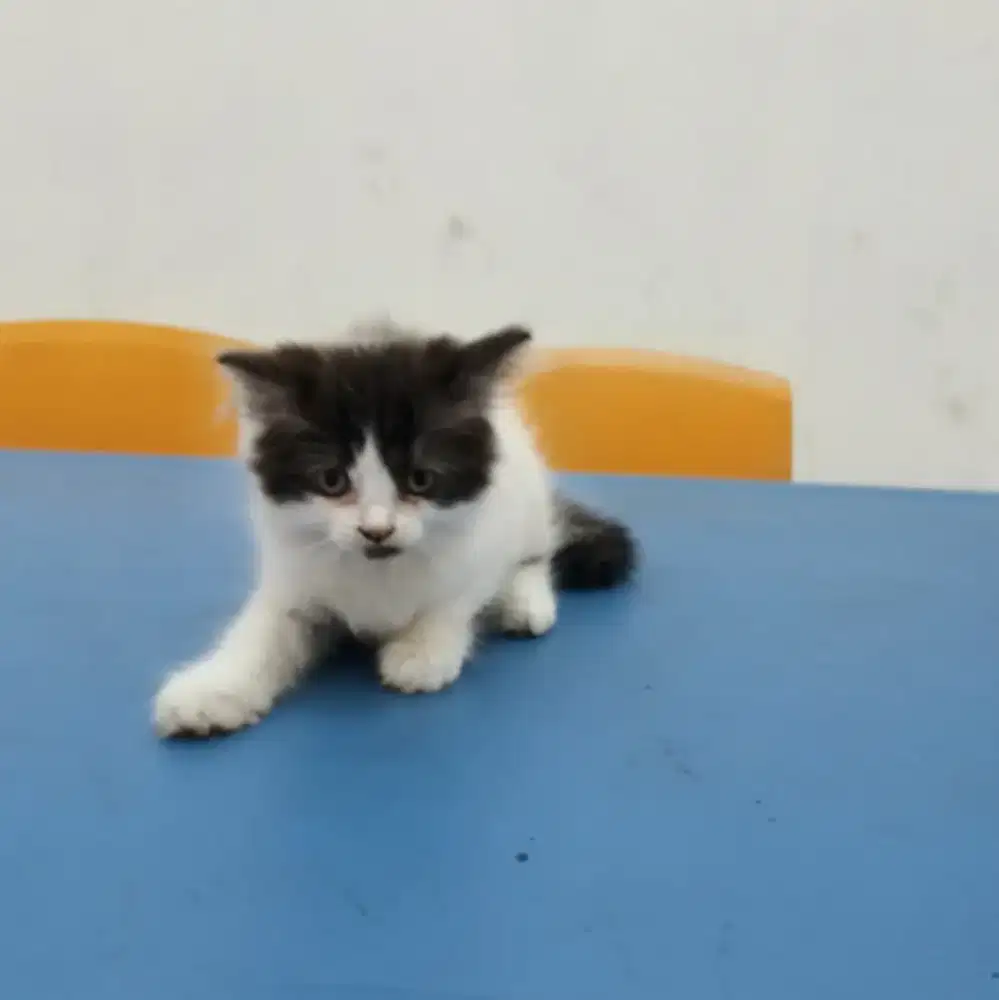 Kitten Anak Kucing Persia Jantan Usia 2,5 Bulan