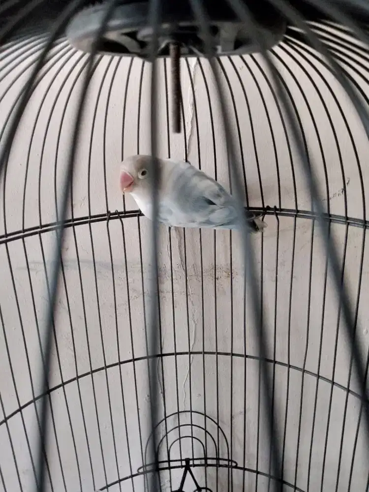 burung Lovebird