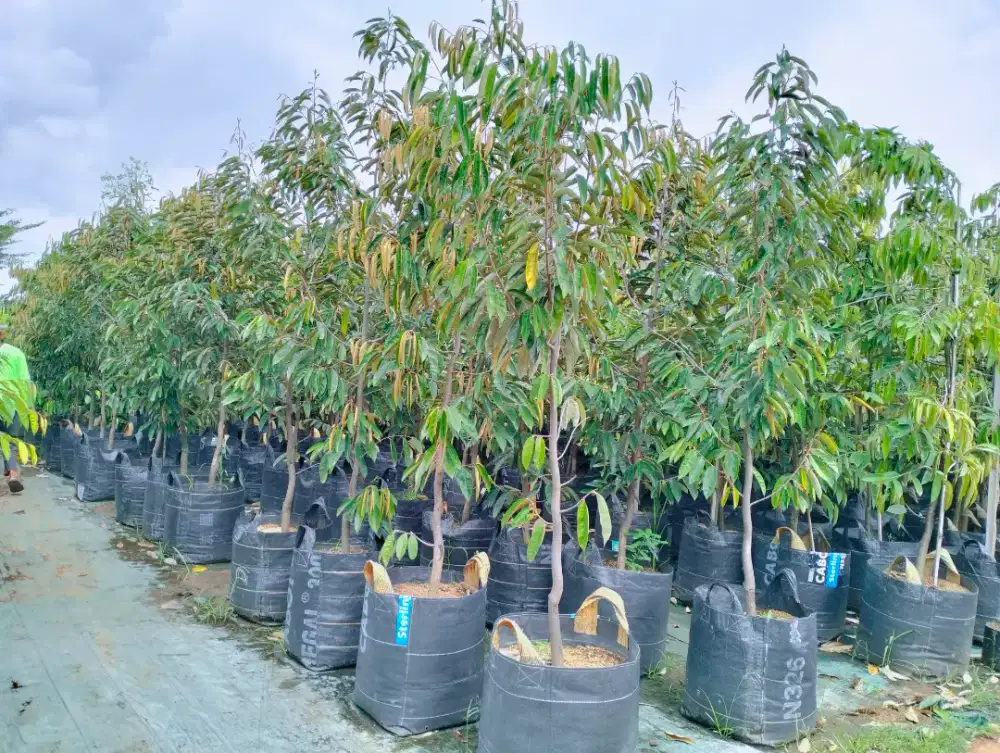 Bibit Durian Super Tembaga planterbag 50