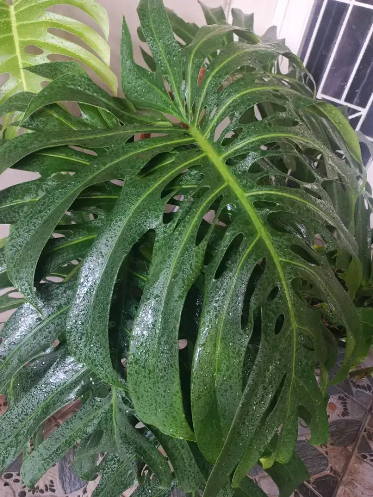 Monstera king jumbo tanaman hias