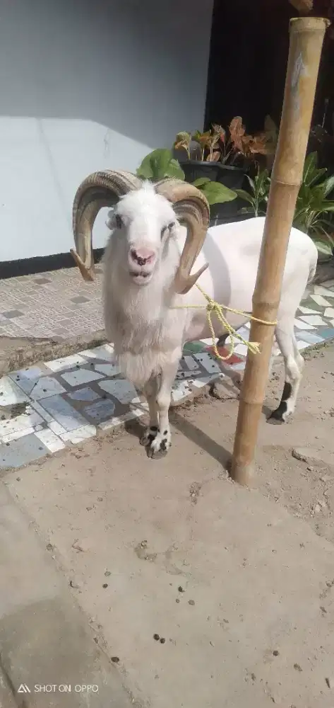 Domba Qurban Jumbo Si Cela