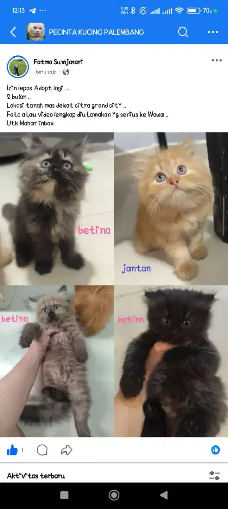 persia 2 bulan  flatnose