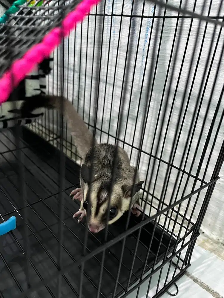 sugar glider white face