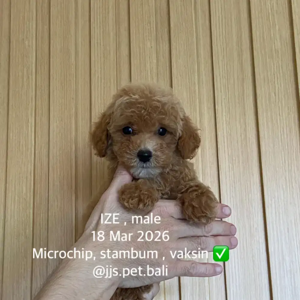 Toy poodle stambum puppy