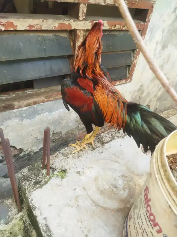 Ayam jago bangkok