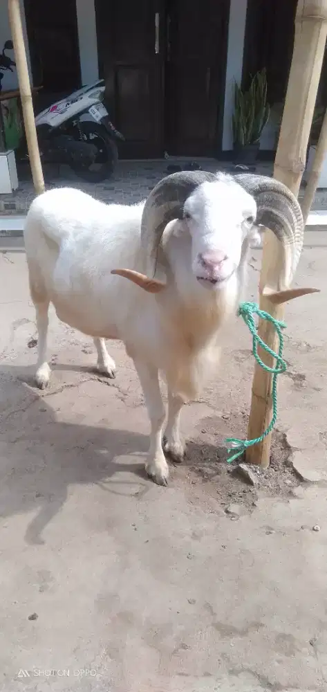 Domba Qurban Jumbo Si Bening