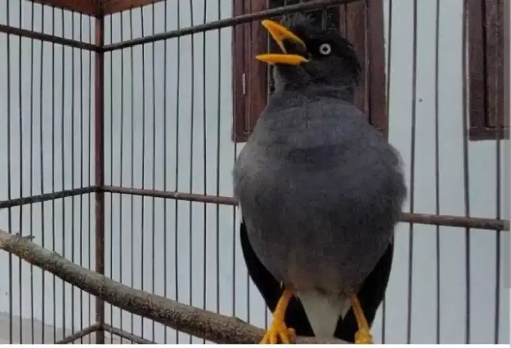 BURUNG JALAK KEBO