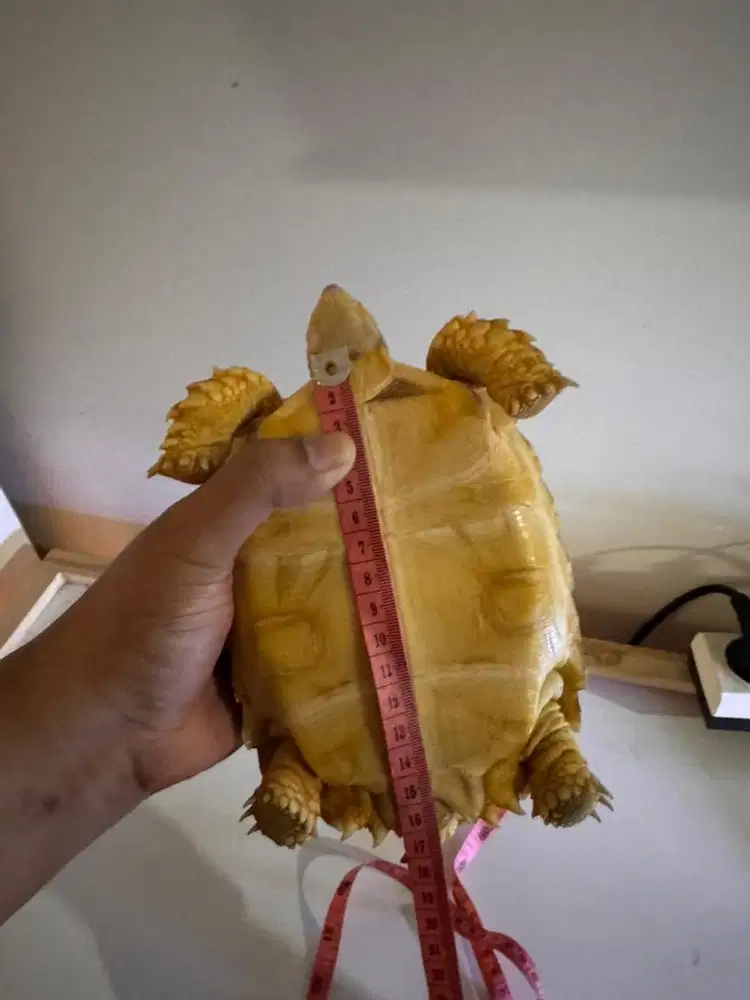 Jual sulcata lengkap dengan set kandangnya