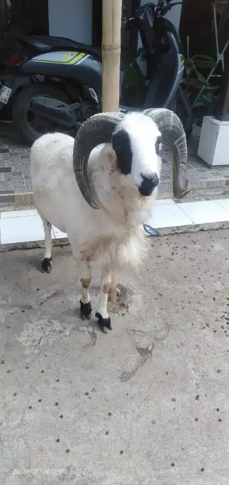 Domba Qurban Si Benben
