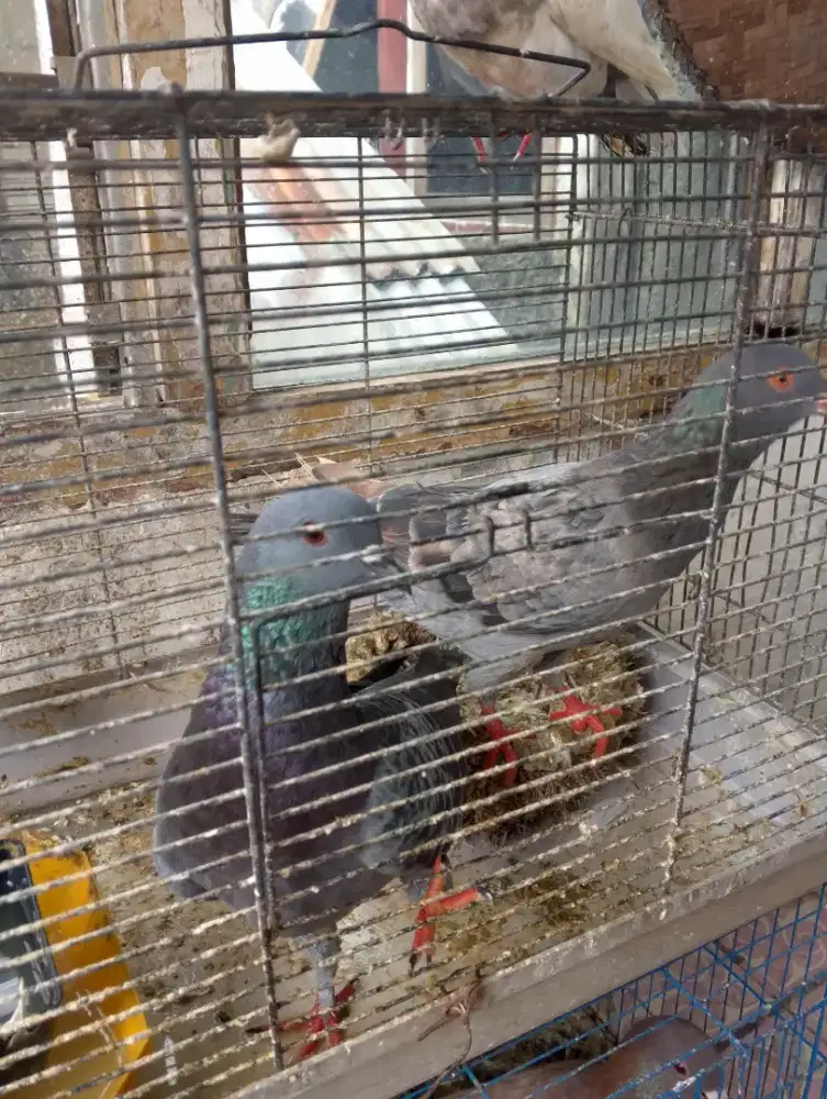 Burung merpati rumahan